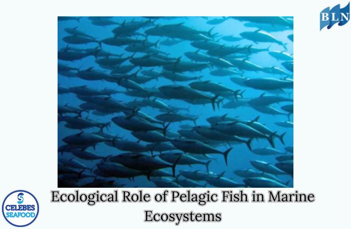 Ecological Role of Pelagic Fish in Marine Ecosystems